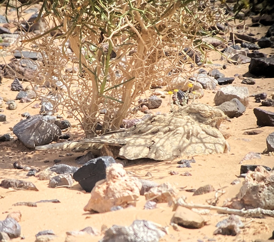 Egyptian Nightjar, Morocco. Photo © Gina Nichol