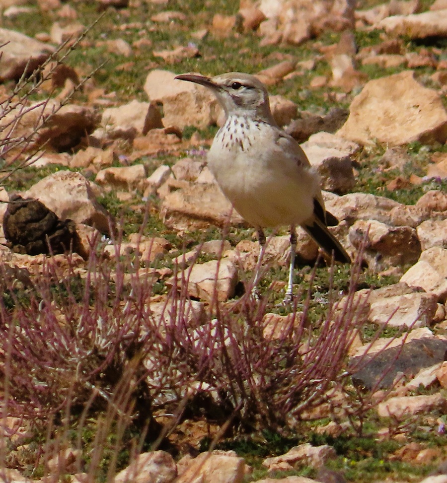 Greater Hoopoe Lark, Morocco. Photo © Gina Nichol