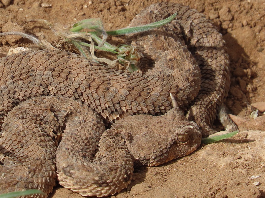 Horned Viper, Morocco. Photo © Gina Nichol
