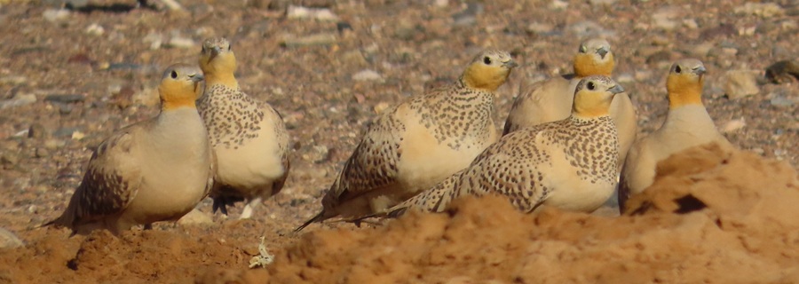 Spotted Sandgrouse, Morocco © Gina Nichol
