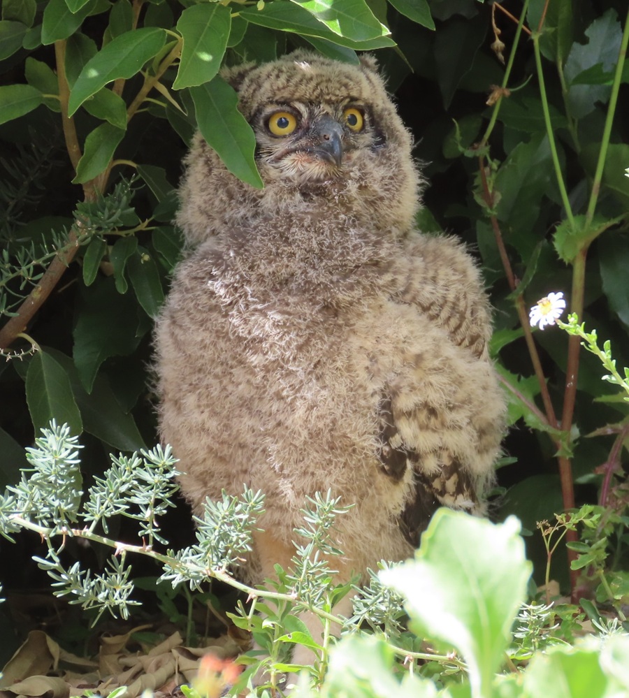 Spotted Eagle Owl Chick. Photo © Gina Nichol