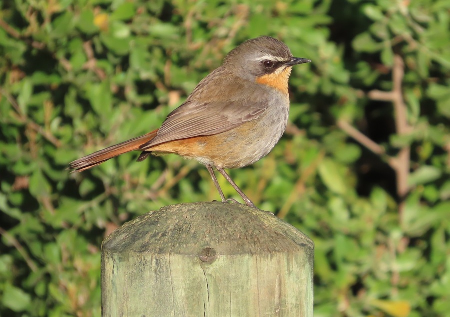 Cape Robin Chat. Photo © Gina Nichol