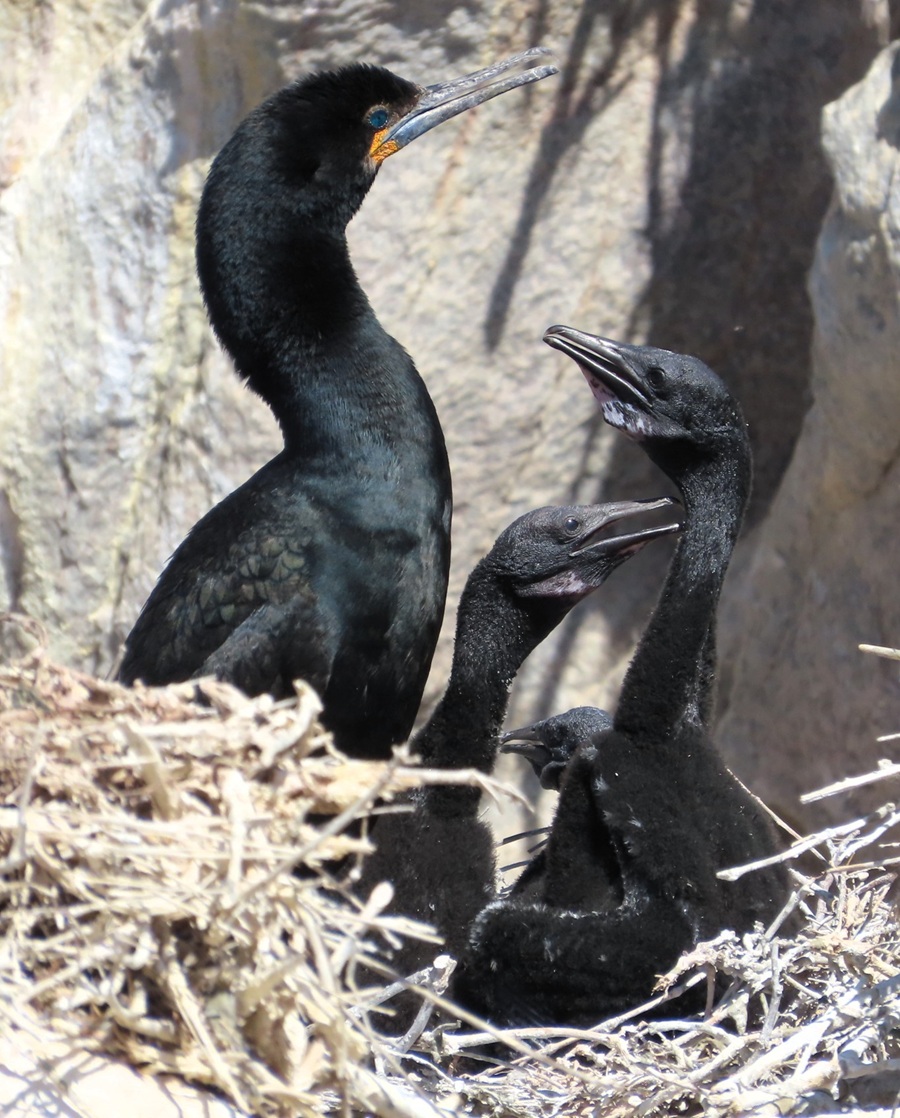 Cape Cormorant & chicks. Photo © Gina Nichol