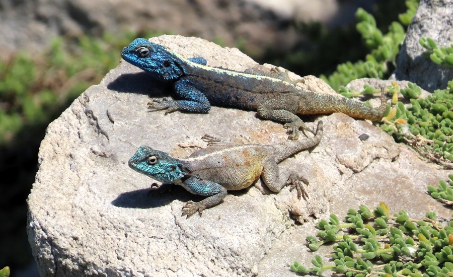Southern Rock Agamas. Photo © Gina Nichol