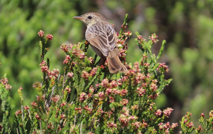 Grey-backed Camaroptera. Photo © Gina Nichol