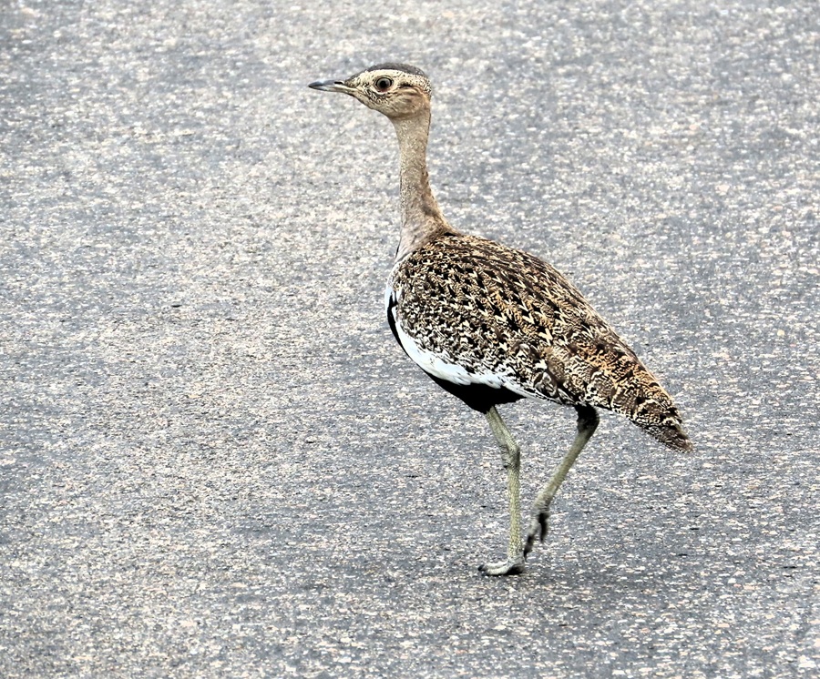 Red-crested Korhaan © Gina Nichol