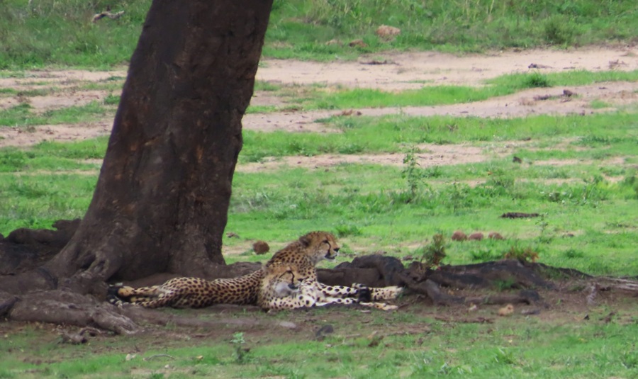 Cheetahs © Gina Nichol