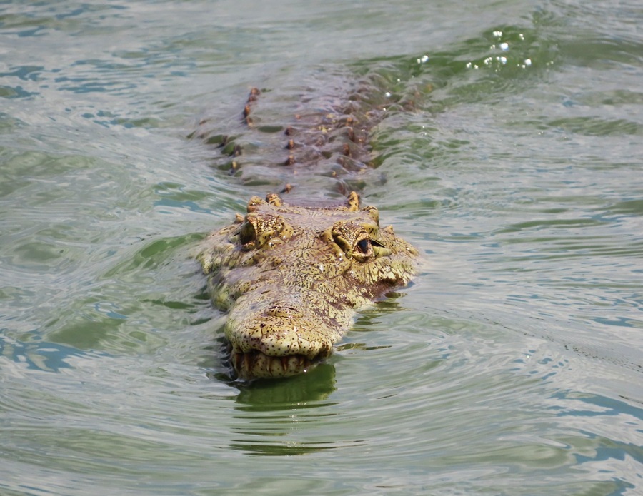 Nile Crocodile © Gina Nichol
