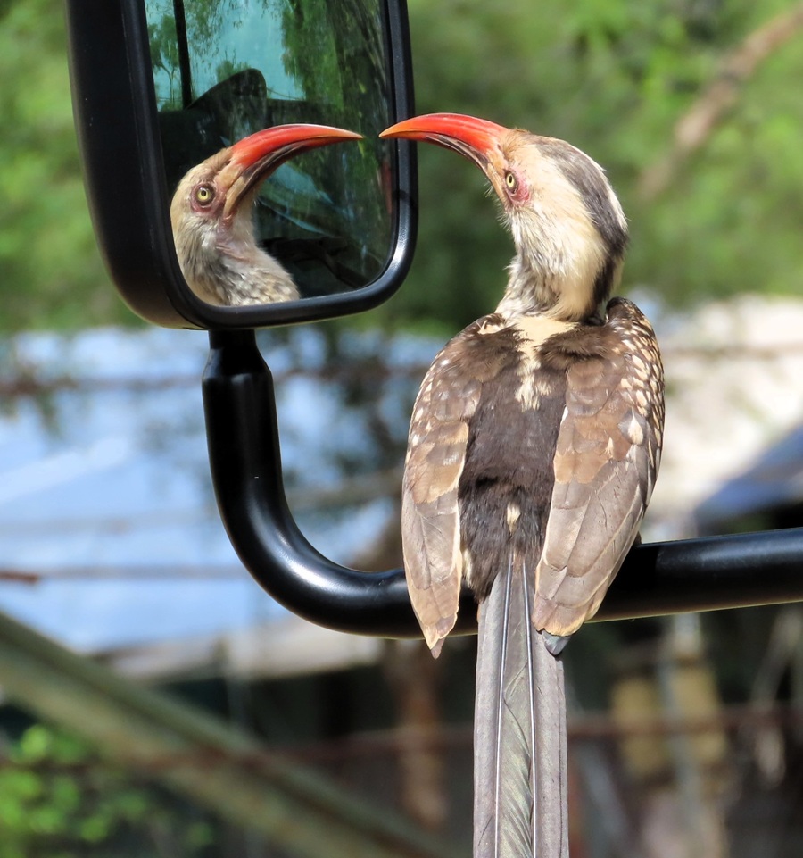 Red-billed Hornbill © Gina Nichol