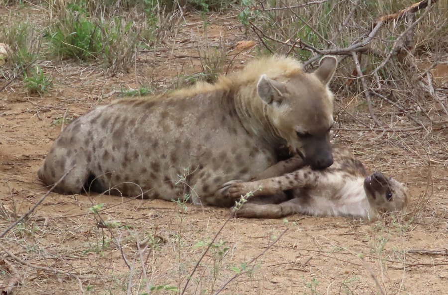 Spotted Hyena with pup © Gina Nichol