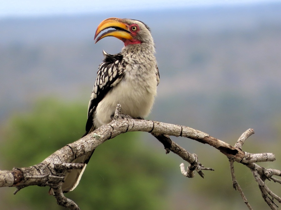 Yellow-billed Hornbill © Gina Nichol