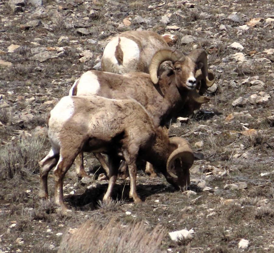 Bighorn Sheep. Photo &copy; Gina Nichol 