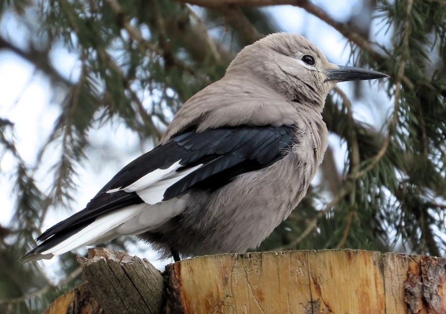 Clark's Nutcracker. Photo &copy; Gina Nichol