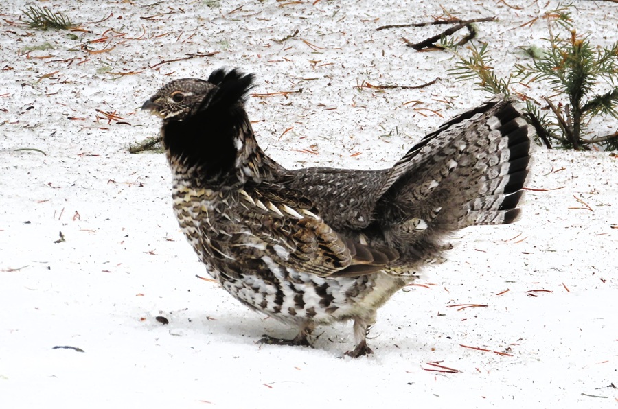 Ruffed Grouse &copy; Gina Nichol 
