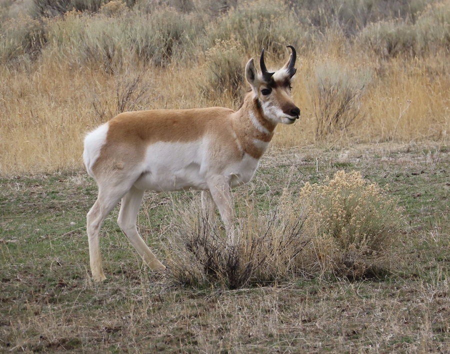 Pronghorn &copy; Gina Nichol