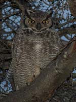 MagellanicHornedOwl