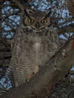 MagellanicHornedOwl