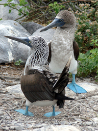 Blue-footed Booby photo by Gina Nichol.