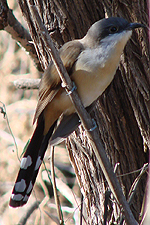 Dark-billed Cuckoo