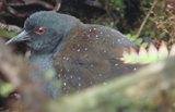 Galapagos Rail