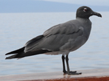 Lava Gull