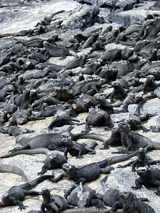 Marine Iguanas