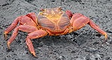 Sally Lightfoot Crab