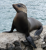 Galapagos Sea Lion