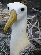 Waved Albatross