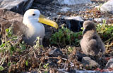 Waved Albatross with Chick