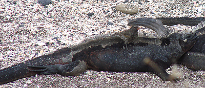 Finch on iguana