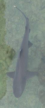 White-tipped Reef Shark