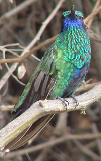 Sparkling Violetear is common on the grounds of our B&B in Quito.