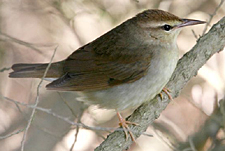 Swainson's Warbler photo by Steve Bird