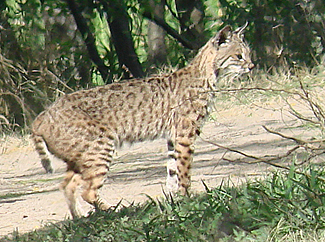 Bobcat