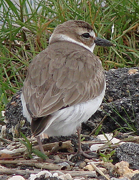 Wilsons Plover