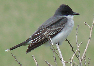 Eastern Kingbird