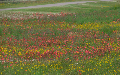 Texas Wildflowers