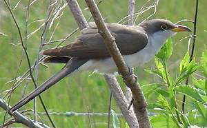 Yellow-billed Cuckoo