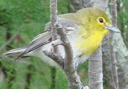 Yellow-throated Vireo