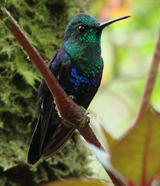 Green-crowned 