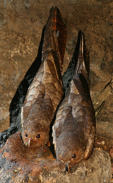 Oilbirds photo by John Ashworth