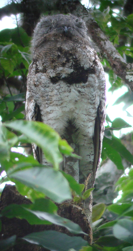 Great Potoo