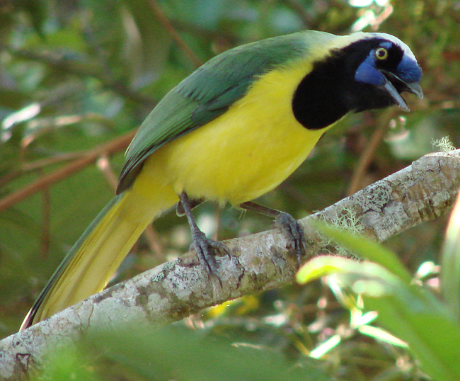 Inca Jay