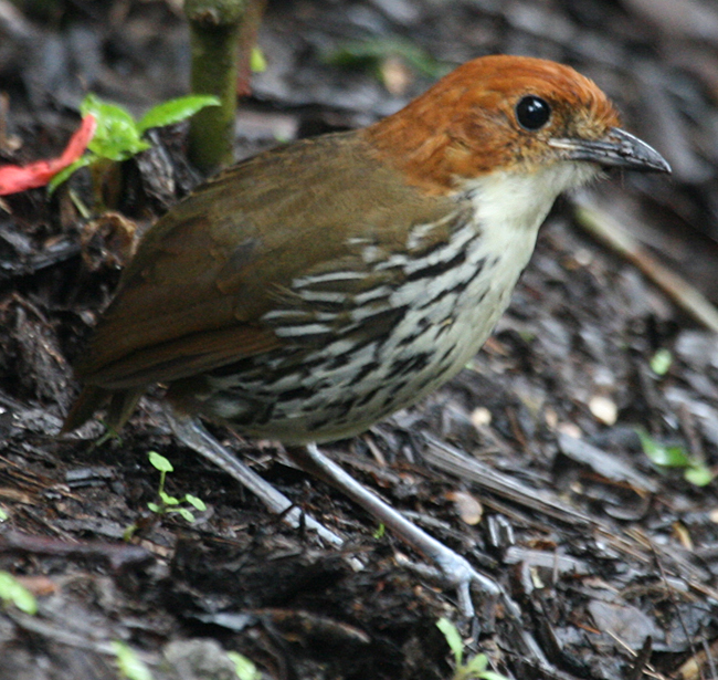 Antpitta