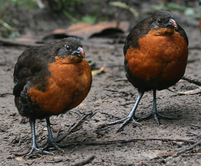 Wood-quail