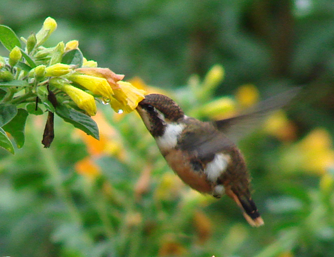 Purple-throated Woodstar photo by Gina Nichol