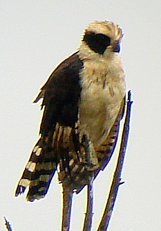 Laughing Falcon