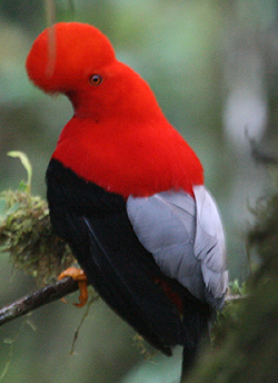 Andean Cock-of-the-Rock