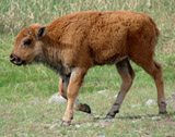 Bison calf